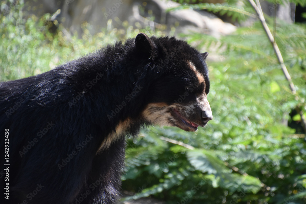 A Look into the Face of an Andean Bear A Look into the Face of an Andean Bear