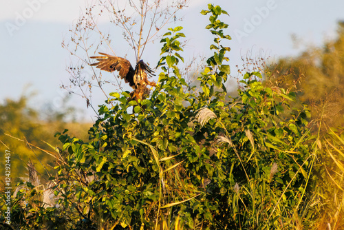 夕方ねぐら入りするために飛翔する美しいチュウヒ（タカ科）
英名学名：Eastern Marsh Harrier (Circus spilonotus, family comprising the hawks) 
栃木県栃木市渡良瀬遊水地-2024
 photo