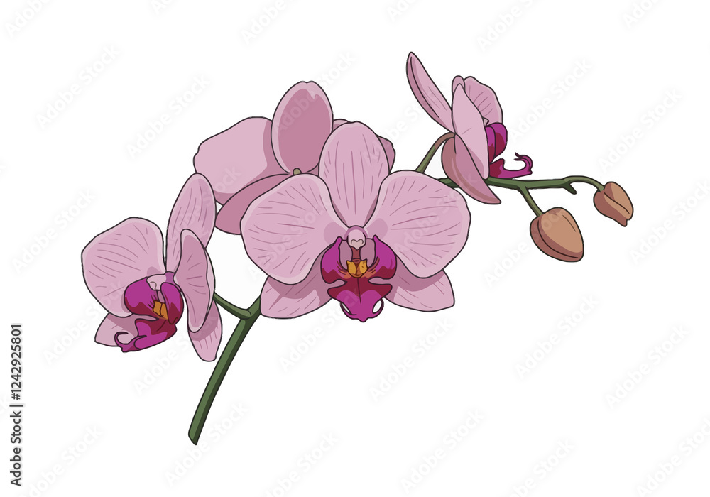 Obraz premium Orchid Illustration. This image shows a detailed drawing of pink orchids with green stems and buds. Vector illustration design.
