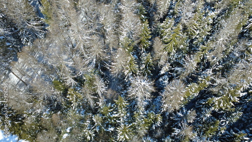 Vista dall'alto di abeti e pini ricoperti di neve in montagna photo