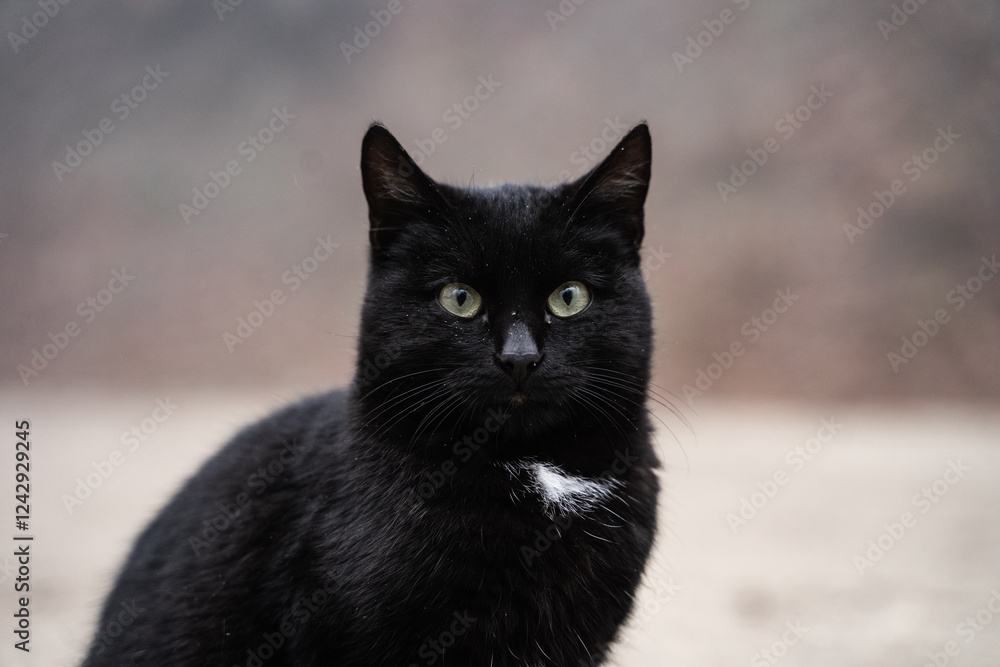 A lonely dissatisfied homeless black cat with green eyes sits on the street. An evil stray cat looks ahead in a foggy moody autumn park. Pets forgotten by their owners. Abandoned animal. A lonely dissatisfied homeless black cat with green eyes sits on the street. An evil stray cat looks ahead in a foggy moody autumn park. Pets forgotten by their owners. Abandoned animal.