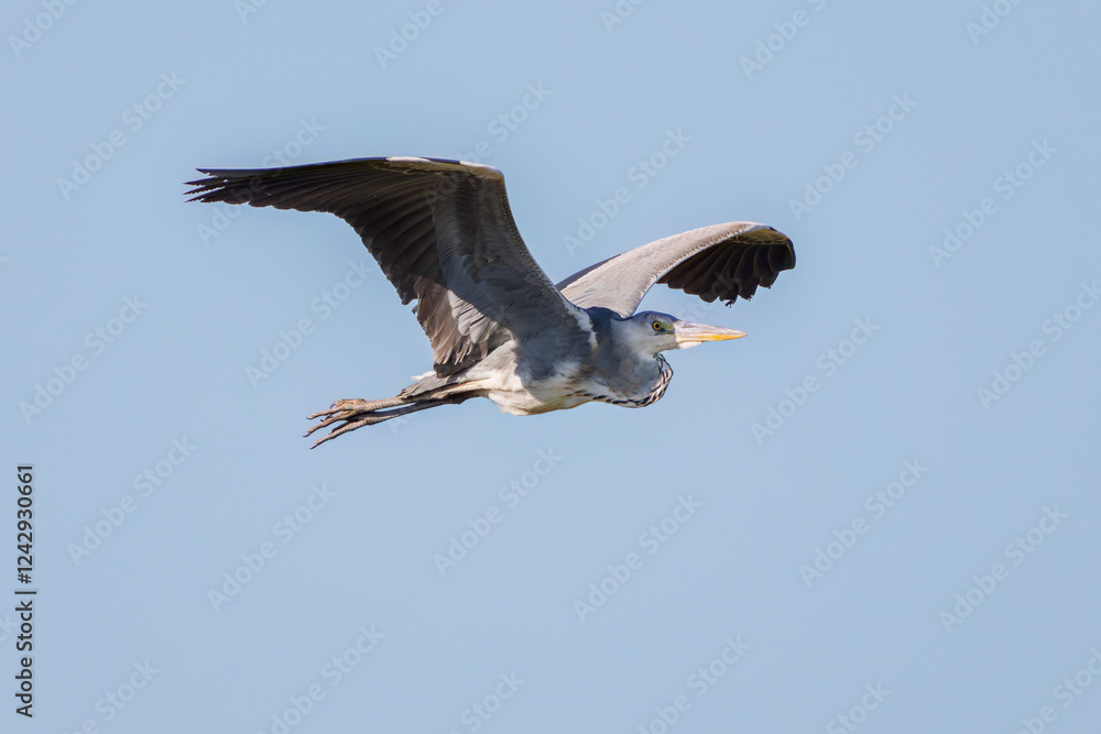 Fototapeta premium 飛翔する美しいアオサギ(サギ科) 英名学名:Grey Heron (Ardea cinerea) 神奈川県清川村早戸川林道2025年