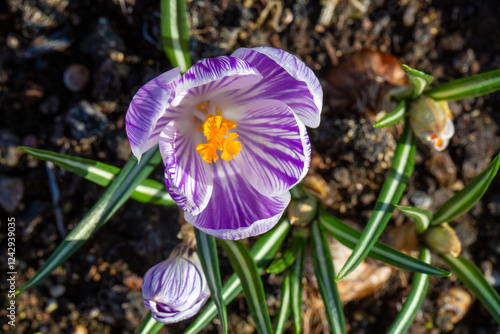Crocus vernus (Dutch Crocus...