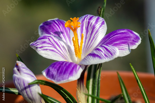 Crocus vernus (Dutch Crocus...