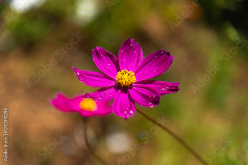 Amazing and beautiful of cosmos flower field landscape.background