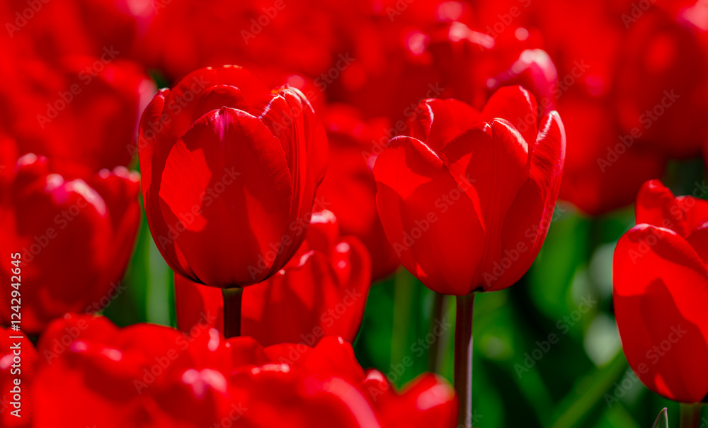 Fototapeta premium Red Tulips. Amazing bright Crimson Scarlet tulip flowers blooming in the garden at sunny spring day. Red Maroon, Ruby tulips in the park. Spring landscape. Field of tulips. Spring flowers.
