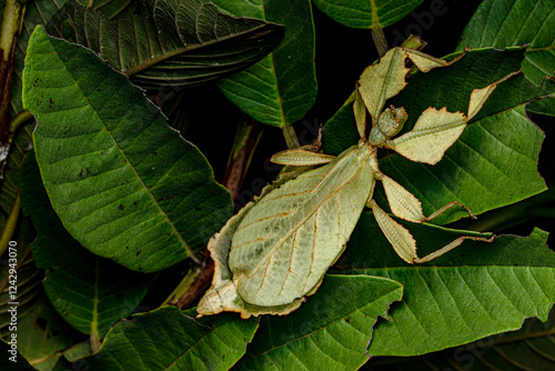 Leaf Insects (Phylliidae), walking leaves, camouflaged leaf mimics. Selective Focus. photo