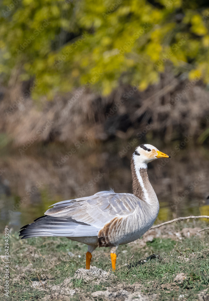 Bar-headed goose duck (Anser indicus) in forest.