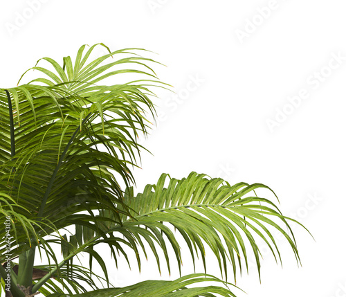 palm Tree Leaves isolated on transparent background. palm tree with green leaves on transparent background. Isolated palm tree on white background. cutout palm tree leaves PNG.  Ravenea hildebrandtii. photo