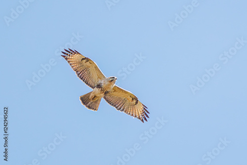 狩りのために葦原を飛翔する美しいノスリ（タカ科）
英名学名：Eastern Buzzard (Buteo japonicus, family comprising hawks)
栃木県栃木市渡良瀬遊水地-2024
 photo