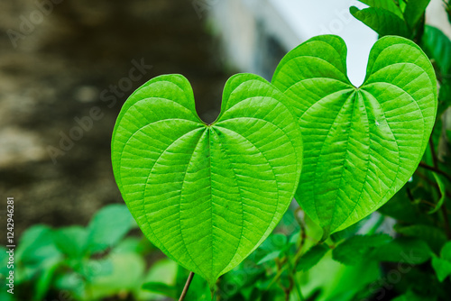 Fresh green leaves in heart shape