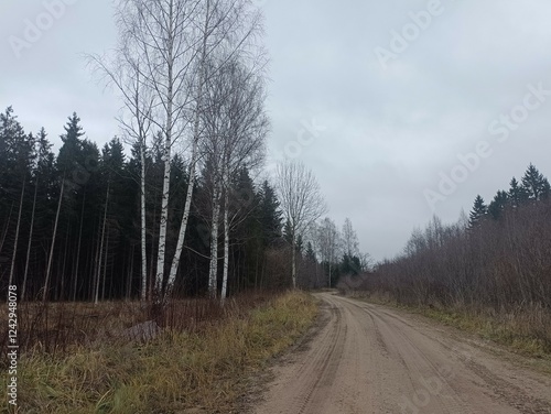 Road in forest in Siauliai county during cloudy autumn day. Oak and birch tree woodland. Cloudy day with white clouds in blue sky. Bushes are growing in woods. Sandy road. Nature. Fall season. Miskas. photo