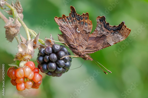 A comma butterfly, Polygonia c-album, underside, feeding on a ripe blackberry fruit, the comma's wings mimicking a fallen leaf, Germany