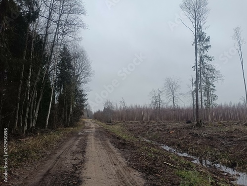 Road in forest in Siauliai county during cloudy autumn day. Oak and birch tree woodland. Cloudy day with white clouds in blue sky. Bushes are growing in woods. Sandy road. Nature. Fall season. Miskas.