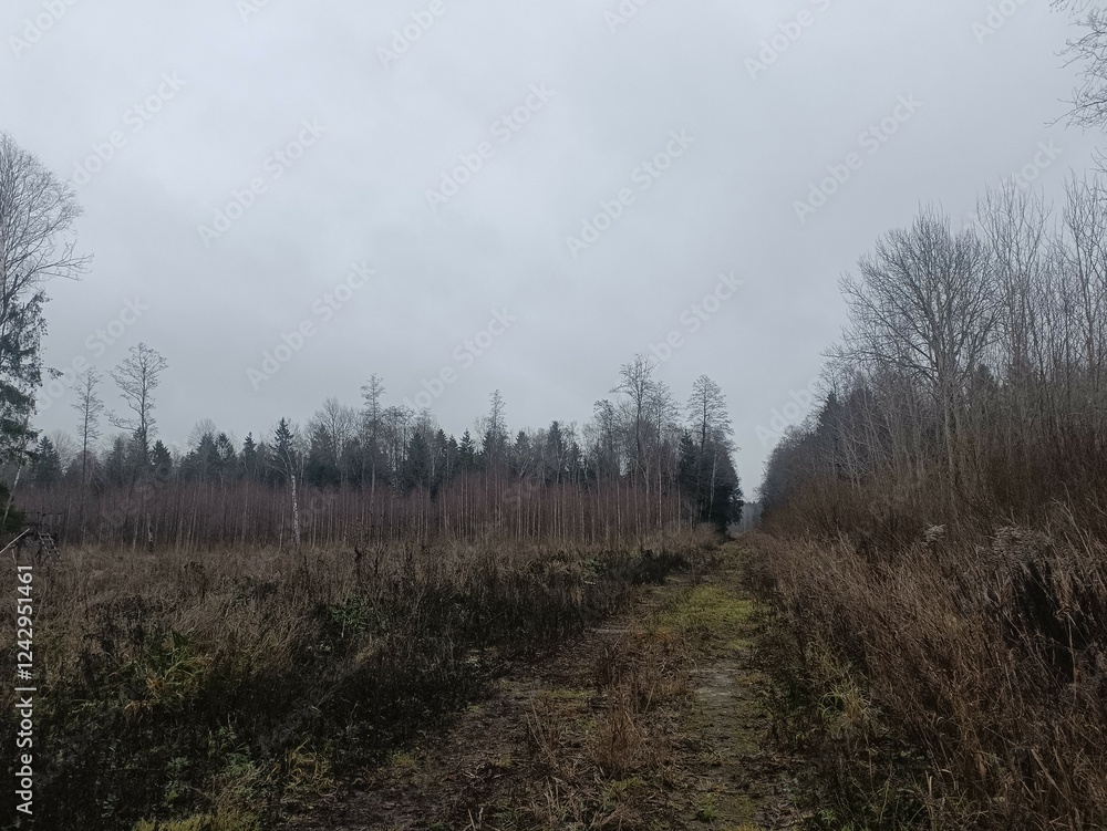 Forest in Siauliai county during cloudy autumn day. Oak and birch tree woodland. Cloudy day with white clouds in blue sky. Bushes are growing in woods. Nature. Fall season. Miskas. Forest in Siauliai county during cloudy autumn day. Oak and birch tree woodland. Cloudy day with white clouds in blue sky. Bushes are growing in woods. Nature. Fall season. Miskas.