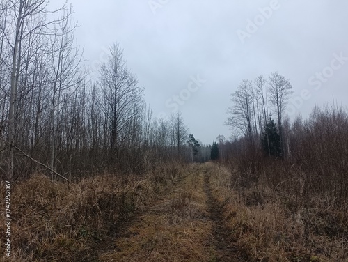 Forest in Siauliai county during cloudy autumn day. Oak and birch tree woodland. Cloudy day with white clouds in blue sky. Bushes are growing in woods. Nature. Fall season. Miskas. photo