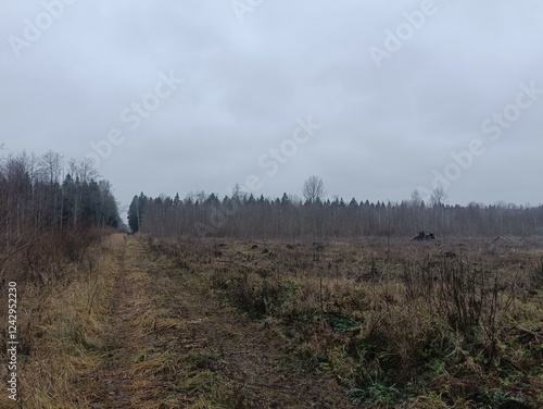 Forest in Siauliai county during cloudy autumn day. Oak and birch tree woodland. Cloudy day with white clouds in blue sky. Bushes are growing in woods. Nature. Fall season. Miskas. photo