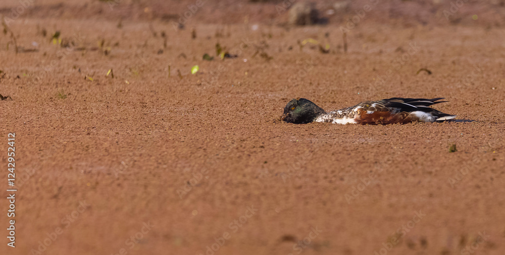 Obraz premium Northern shoveler (Spatula clypeata) duck floating on river in forest.