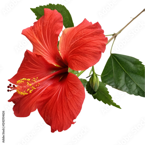 Red hibiscus isolated on transparent background