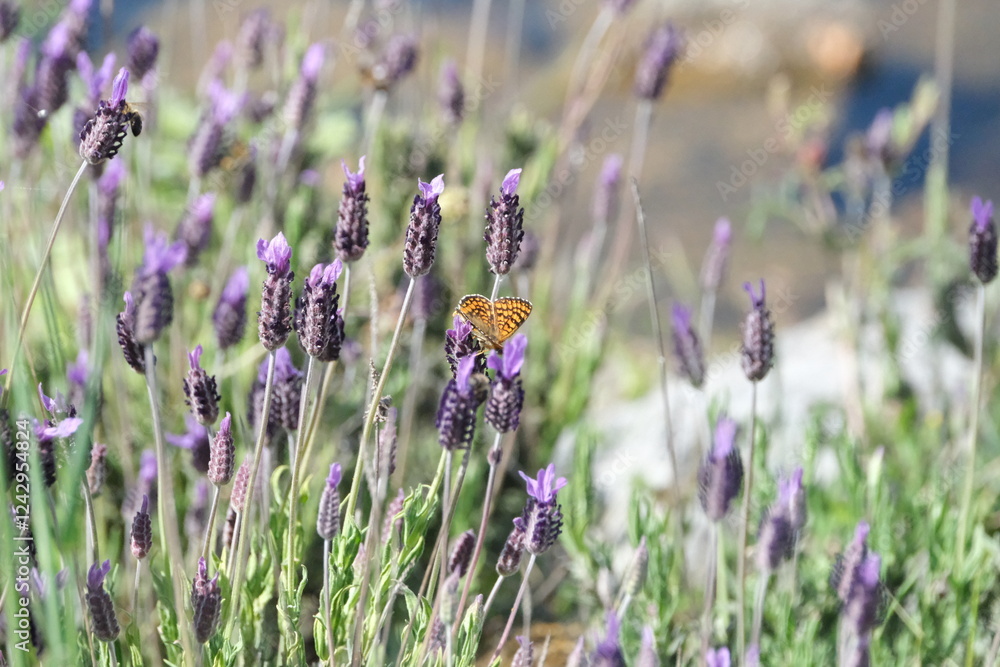 Fototapeta premium Papillon orange sur les fleurs violetttes