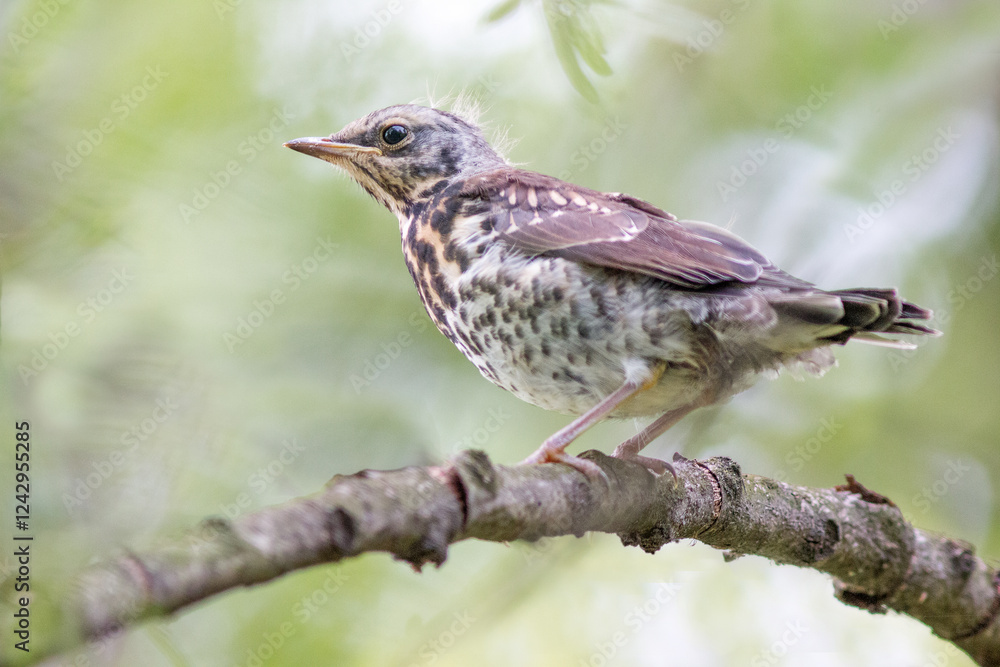 Fototapeta premium a baby thrush sits on a branch