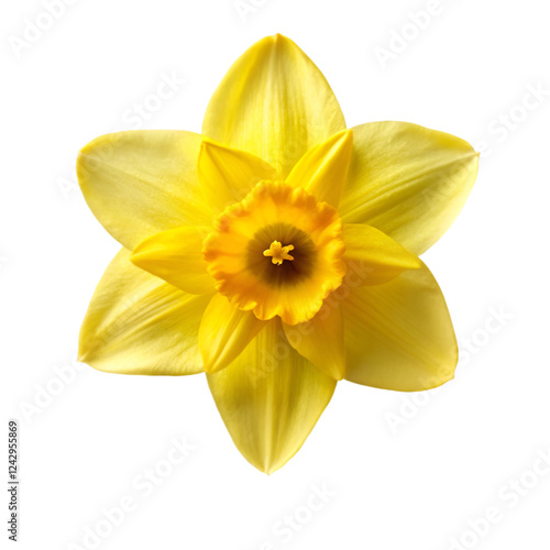 Daffodil isolated on transparent background