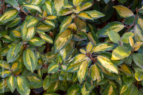 Quadro su tela Ebbing's Silverberry' Limelight'  - Elaeagnus x ebbingei