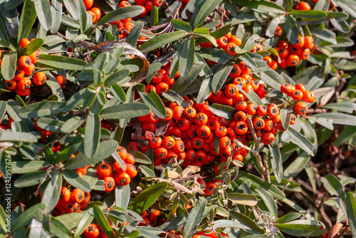 Pyracantha angustifolia shr...