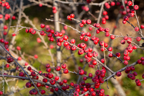 Obraz na płótnie Bright red berries from a Winterberry Holly shrub - Ilex verticillata w salonie