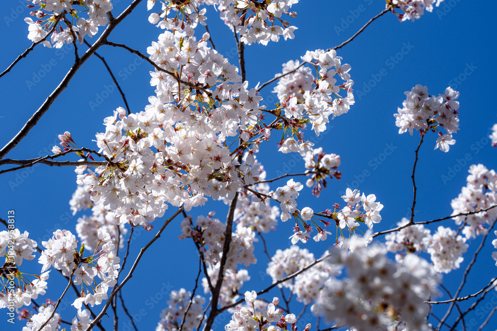 Blooming branch with white flowers of cherry blossom tree on spring blue sky background. Spring banner. Design for Easter day. Beauty spring sunny day. Blooming branch with white flowers of cherry blossom tree on spring blue sky background. Spring banner. Design for Easter day. Beauty spring sunny day.