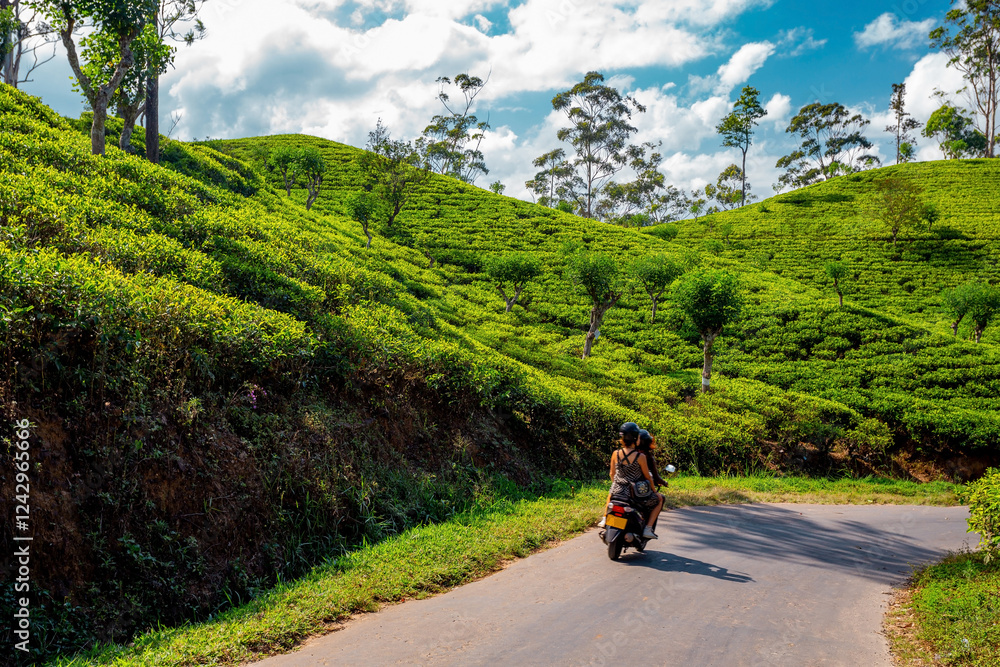 Fototapeta premium Ella, Sri Lanka. Driving through tea plantations