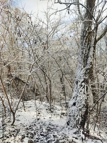 trees in the snow
