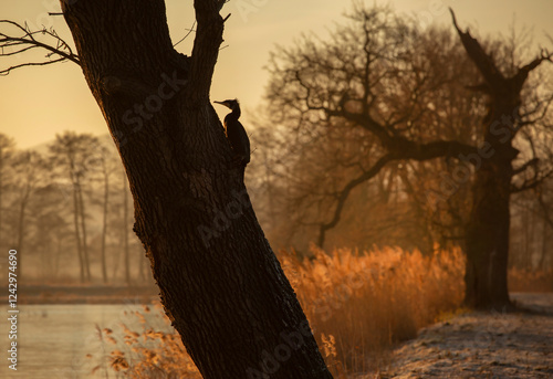 Kormoran zwyczajny, zimowy wschód słońca nad stawem. photo