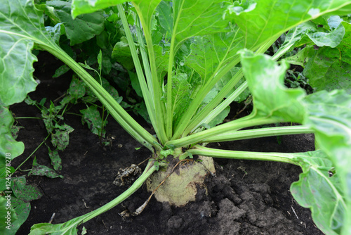 Wallpaper Mural a close up of Sugar Beet Plant Torontodigital.ca