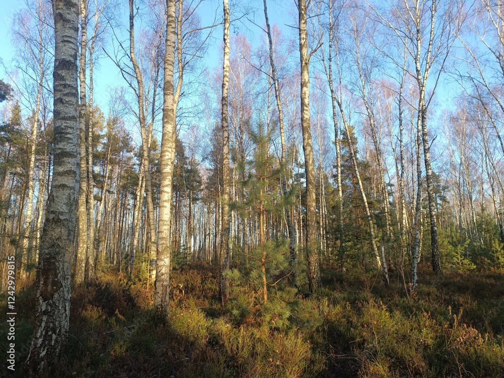 Rekyva forest during sunny autumn day. Pine and birch tree woodland. Blueberry bushes are growing in woods. Sunny day with white and gray clouds in sky. Fall season. Nature. Rekyvos miskas. Rekyva forest during sunny autumn day. Pine and birch tree woodland. Blueberry bushes are growing in woods. Sunny day with white and gray clouds in sky. Fall season. Nature. Rekyvos miskas.