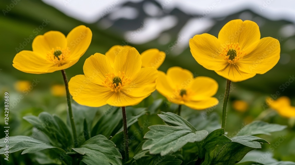 Yellow Alpine Flowers in Bloom, Mountain Meadow Landscape, Vibrant Summer Nature Scene Yellow Alpine Flowers in Bloom, Mountain Meadow Landscape, Vibrant Summer Nature Scene