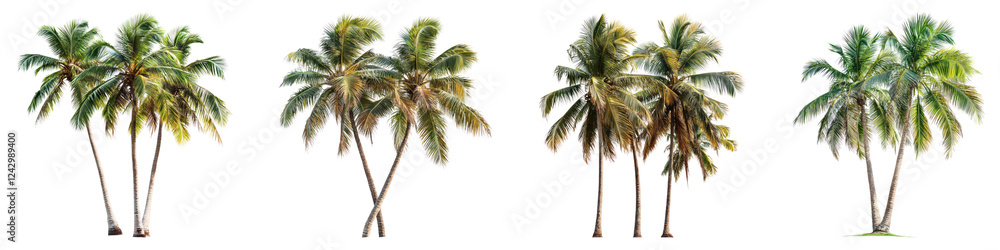 Fototapeta premium Coconut trees isolated on transparent background, PNG, Set of