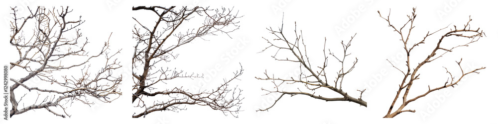 Dry branches isolated on transparent background, PNG, Set of Dry branches isolated on transparent background, PNG, Set of