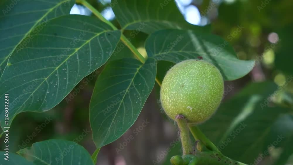 4k aerial video showcasing walnut tree growth and development in a lush garden during late spring 4k aerial video showcasing walnut tree growth and development in a lush garden during late spring