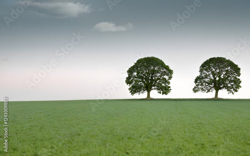 Wide open field with a three trees
