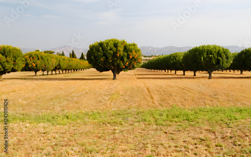 Wide open field with a orange trees