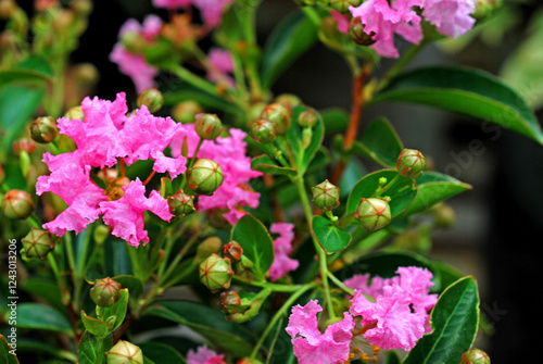 Wallpaper Mural pink flowers in the garden Torontodigital.ca