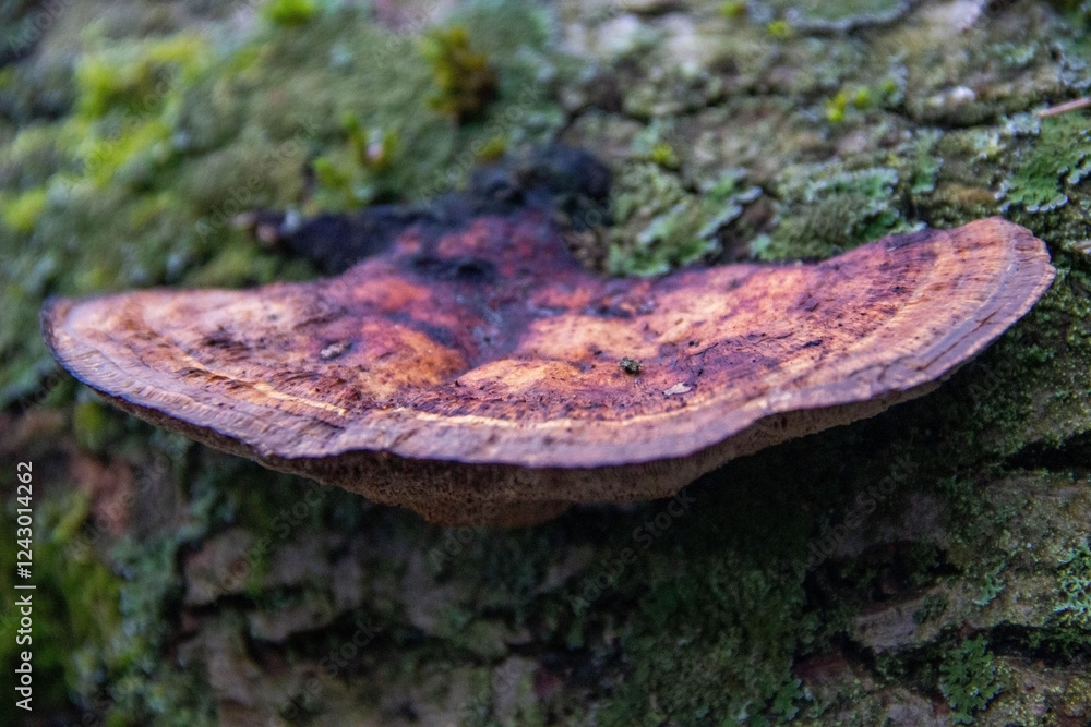 A tinder fungus grows on an old fallen tree. The bark is covered with moss, creating a natural pattern. A tinder fungus grows on an old fallen tree. The bark is covered with moss, creating a natural pattern.