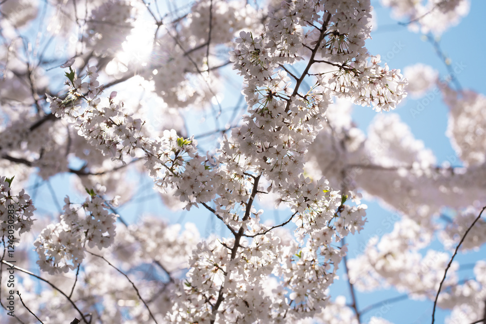 The cherry blossom tree background. White spring flowers the blossom fruit tree. Bunches of white cherry blossoms on blue sky. Spring day. Spring nature. The cherry blossom tree background. White spring flowers the blossom fruit tree. Bunches of white cherry blossoms on blue sky. Spring day. Spring nature.