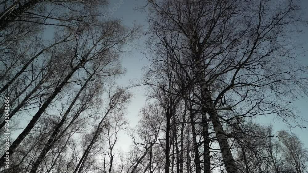 Mountainous area with different vegetation Birch grove. The view from the drone. Winter. Mountainous area with different vegetation Birch grove. The view from the drone. Winter.