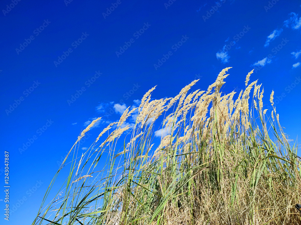 Obraz premium Brushes of dry feather grass swaying in wind on background of blue sky with white clouds on sunny summer day. Dry field grass, green leaves. Common Reed blowing in wind. Wild field nature environment