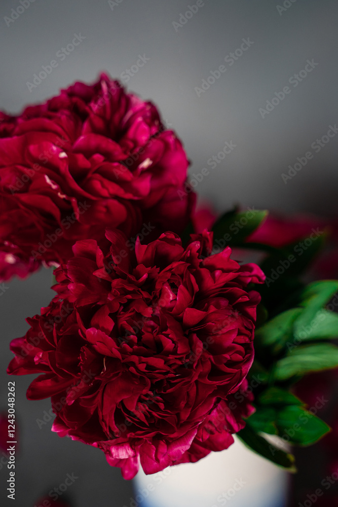 Two lush burgundy peony close-up with a green stem are in a vase on a gray background