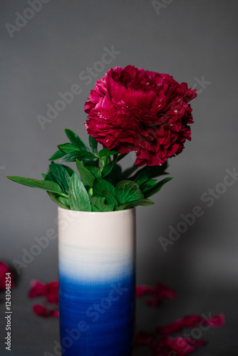 A lush burgundy peony close-up with a green stem in a vase on a gray background