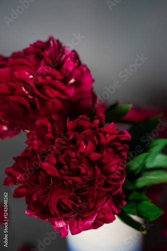 Two lush burgundy peony close-up with a green stem are in a vase on a gray background