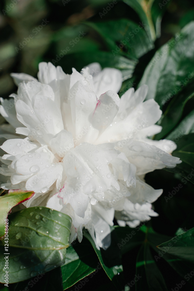 large white peony flower with water droplets after rain on green background